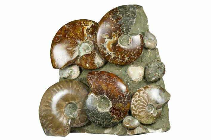 Tall, Composite Ammonite Fossil Display - Madagascar #175820